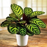 High quality seeds 【COD】10pcs Rare Calathea Seeds Air Freshening Plants Seeds #SW21