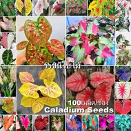 【Best Selling】Rare Keladi Caladium Seeds for Sale (Mixed 100pcs)  Keladi  Caladium Plant Flower Seeds Ornamental Water