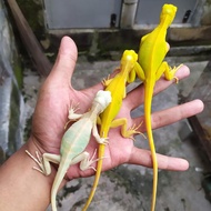 SNOW IGUANA iguana snow mewah premium