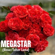 Rose English Sale Tahan Panas