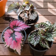 💕READY STOCK💞BEGONIA💞WONDERFUL BEGONIA RARE PLANT💕