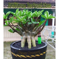 ADENIUM JUMBO | ARABICUM JUMBO | BONSAI ADENIUM | BLACK SKIN | AKAR