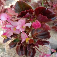 Tanaman Hias Begonia Bunga Pink/Bunga Hias Begonia Bunga Pink