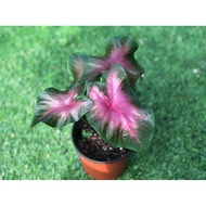 Caladium Postman Joyner (P110)