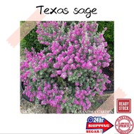 (GG Real Plant) texas sage  leucophyllum frustescens cenizo barometer bush silverado ranger outdoor 