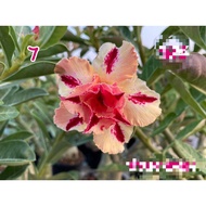 (Barang spot)(AA 2) (SPECIAL REQUEST) SELECTED COLOR ADENIUM THAILAND REAL LIVE PLANT WITH TAG WITHOUT SOIL &amp; POT, BUNGA