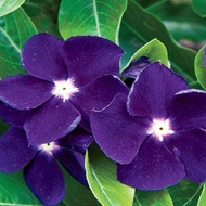 35 เมล็ด ดอกแพงพวย (Vinca Pacifica Seeds) ความหมาย ความทรงจำที่มีความสุข สายพันธุ์ Sunstorm Purple