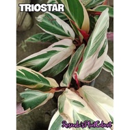Calathea Triostar Plant