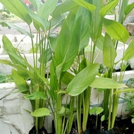 Pokok ubi Bemban,arrow root,ubi garut