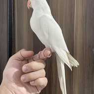 Indian ringneck albino jinak | parrot irn albino