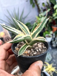 Agave lophantha quadricolor