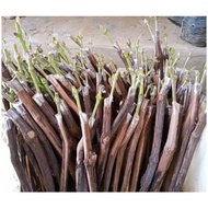 KWALITAS TERBAIK Tanaman Cutting Grafting All Varian Ninel Jupiter Trans Everest Akademik DLL Kating