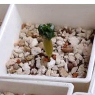 羊角沙漠玫瑰 3寸盆 DHA羊角沙玫 塊根植物 多肉植物 室內植物 室外植物 觀賞植物