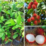 Pokok Rambutan Anak Sekolah Kahwin / Anak Pokok / Hybrid