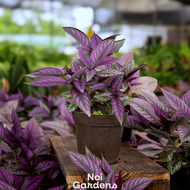 Persian Shield – Iridescent Purple Foliage Collector’s Foliage Plant