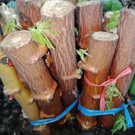 Bibit Singkong Mentega  Bibit Pohon Singkong Mentega  Bibit Singkong 3 Bulan 1 kg