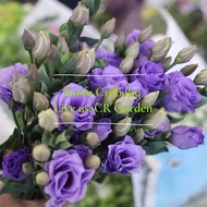 紫浅洋桔梗 1粒 light purple Eustoma 1 seed