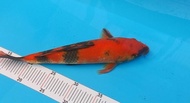 Ikan Koi Import Asli Jepang Hi-Utsuri 29Cm + Sertifikat Tatanhaidar