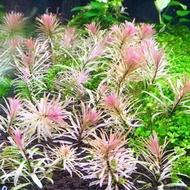 plant Aquascape plant ~ Ludwigia sp. 'Pink'