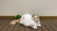 kucing peaknose longhair jantan