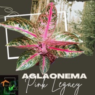 Aglaonema Pink Legacy Live Plants