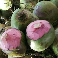 paket 150 Bibit kelapa wulung