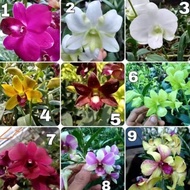 Anggrek dendrobium siap berbunga