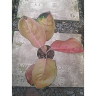 Sindo - Aglaonema Sultan Brunai Live Plant AXT1PXBWUX