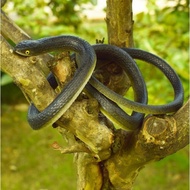 FASN 80 cm fake snake snake TOY fake rubber prank TOY haunted house props halloween a