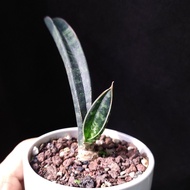 稀有 沙皮黑角虎尾蘭 小型硬葉品種  Sansevieria  Snake plant 易種 耐陰  多肉植物 連盆 盆栽 Potted Snake Plant 新手  耐養  禮物   gift【只