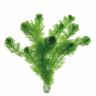 Limnophila Aquatica 大宝塔 [submersed/bunch] - Aquarium plant aquascaping aquascape plant fish tank [medium]