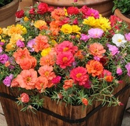 Full star sun flower Cosmos zinnia sunflower four seasons flower seed