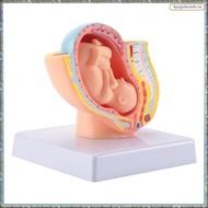 Human Pregnancy Fetal Development 9Th Month Embryonic Pelvic Model Fetus Foetus Pregnancy Anatomy of