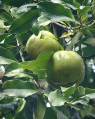 bibit okulasi black sapote (Diospyros nigra) buah puding coklat sawo hitam atau kesemek hitam.