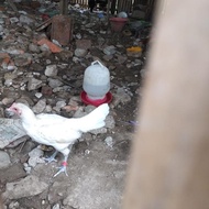 Anak Ayam Kampung Vs Bangkok Umur 3 Bulanan #Gratisongkir