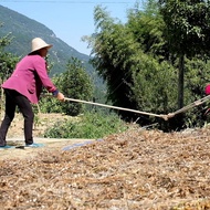 Black Belly Button Soybeans - 2kg Self-Grown, Perfect for Soy Milk, Non-GMO