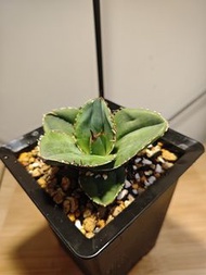 蚩尤 龍舌蘭 植物 嚴龍 Agave Plant 塊根 多肉