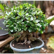 Tanaman Beringin Bonsai Dolar / Bibit Tanaman Bonsai Beringin Dolar Murah