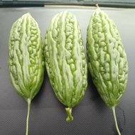 Peria Katak Fresh 1kg@500g