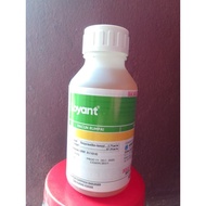 Loyant(racun rumpai)