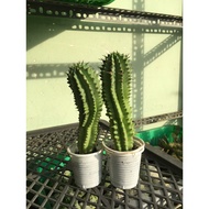 EUPHORBIA CACTUS