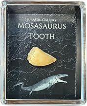 Authentic Mosasaurus Tooth Fossil Gift Box - 66 Million Year Old Cretaceous Specimen in Lucite Case,