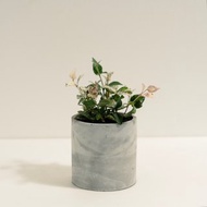 花葉絡石│泥作系列│福所栽