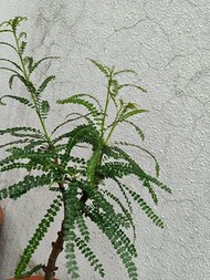 索島乳香綠葉版 Boswellia socotrana