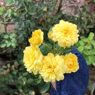 Combo of 6 bare root plants