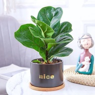 Fiddle Leaf Fig Living Room Office Water-Absorbing Evergreen Foliage Plant Formaldehyde Removal Air 