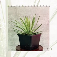原種龍舌蘭｜瀧之白絲龍舌蘭AS1｜Agave schidigera｜墨西哥品種