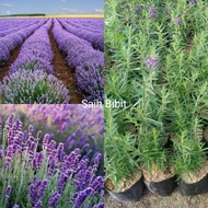 BIBIT BUNGA LAVENDER SIAP TANAM(beli 5 gratis 1)
