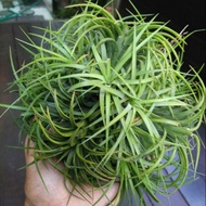 Ionantha Druid Clump - airplant