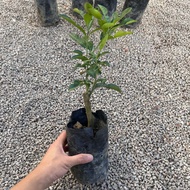 90s Greenovation Live Outdoor Plant Kaffir Lime Limau Purut  9x9